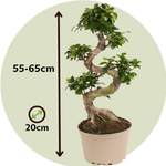 Curtain Fig - 2 Pcs. - Ficus Microcarpa 'ginseng' - Height 55-65cm - ⌀20cm | Set-of-2 | Green