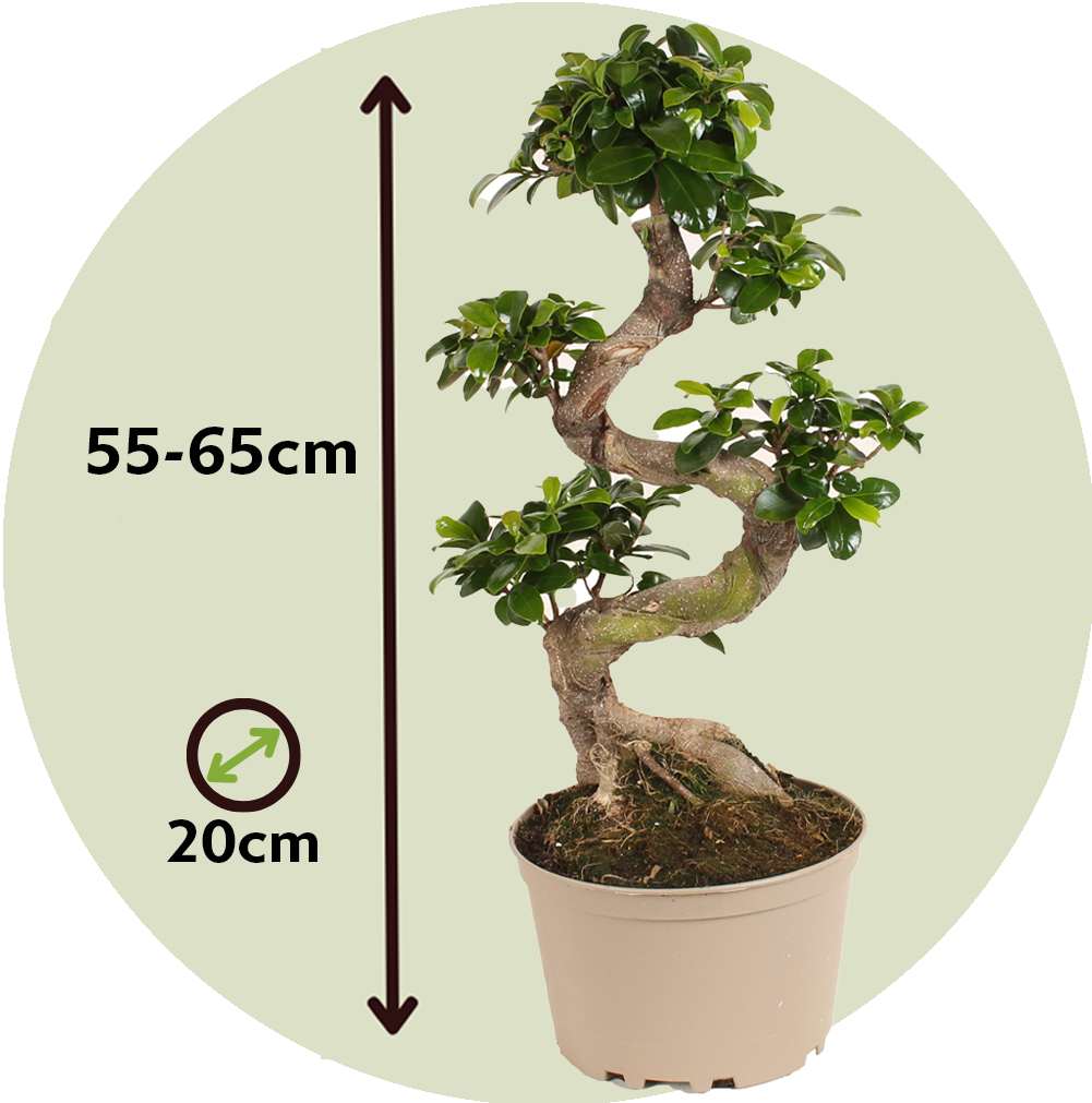 Curtain Fig - 2 Pcs. - Ficus Microcarpa 'ginseng' - Height 55-65cm - ⌀20cm | Set of 2 | Green