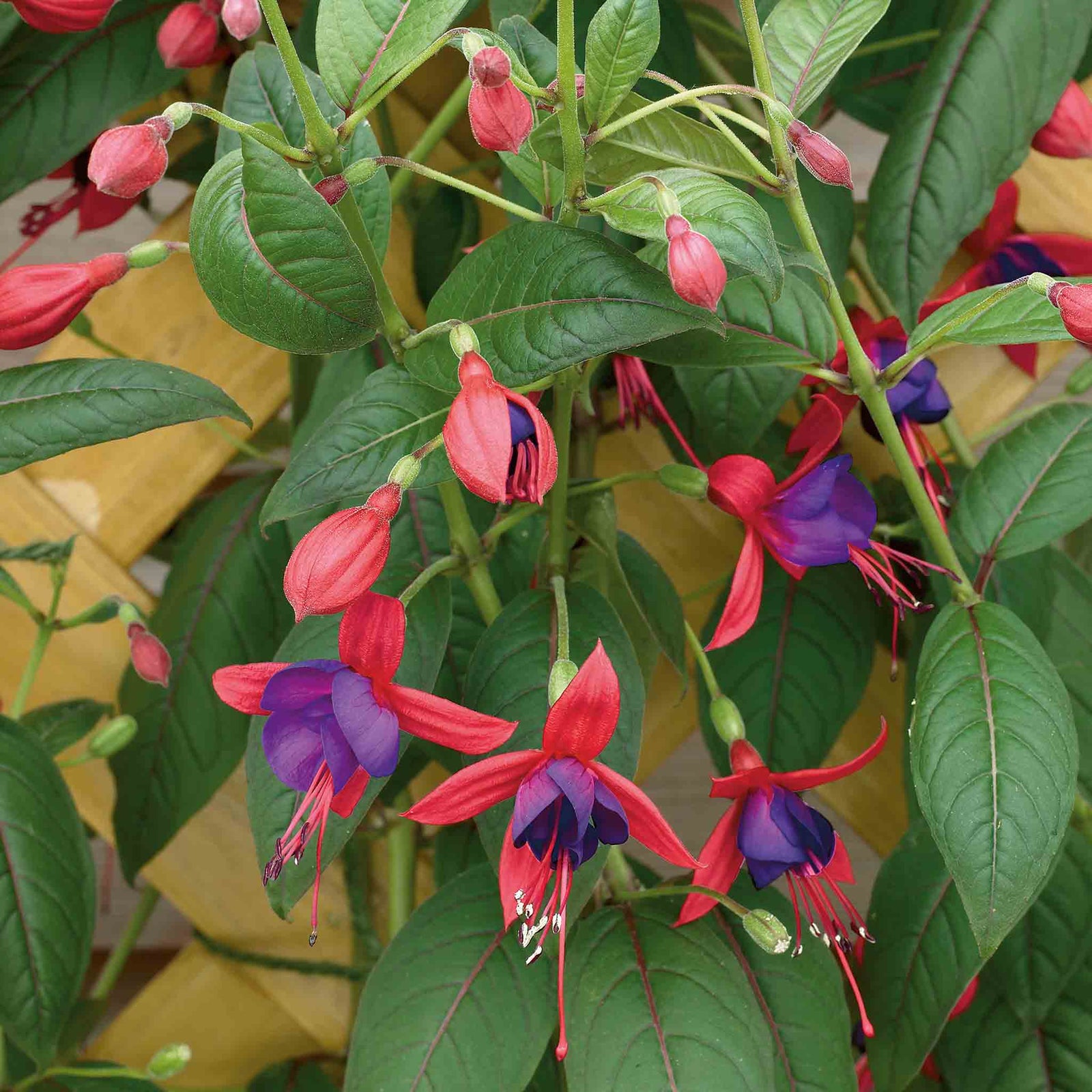 Fuchsia 'climbing Lady Boothby' Vigorous Climbing Perennial | 12 x Plug Plants | Multi