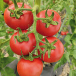 Organic Tomato 'diplom' F1 Seeds | 8 Seeds