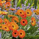 Gerbera 'garvinea Sweet Sunset' Hardy Orange Perennial | 6 x Jumbo Plugs | Orange