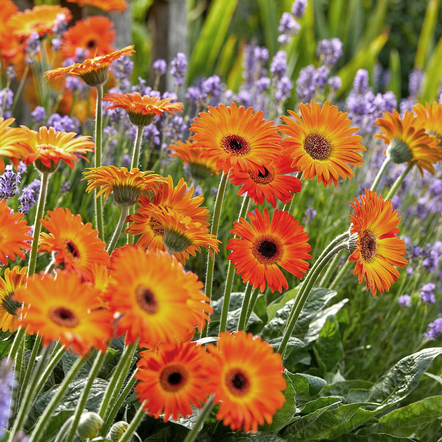 Gerbera 'garvinea Sweet Sunset' Hardy Orange Perennial | 6 x Jumbo Plugs | Orange