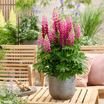 Lupinus Lupinova Collection - 9cm pots | 6 x 9cm | Multi