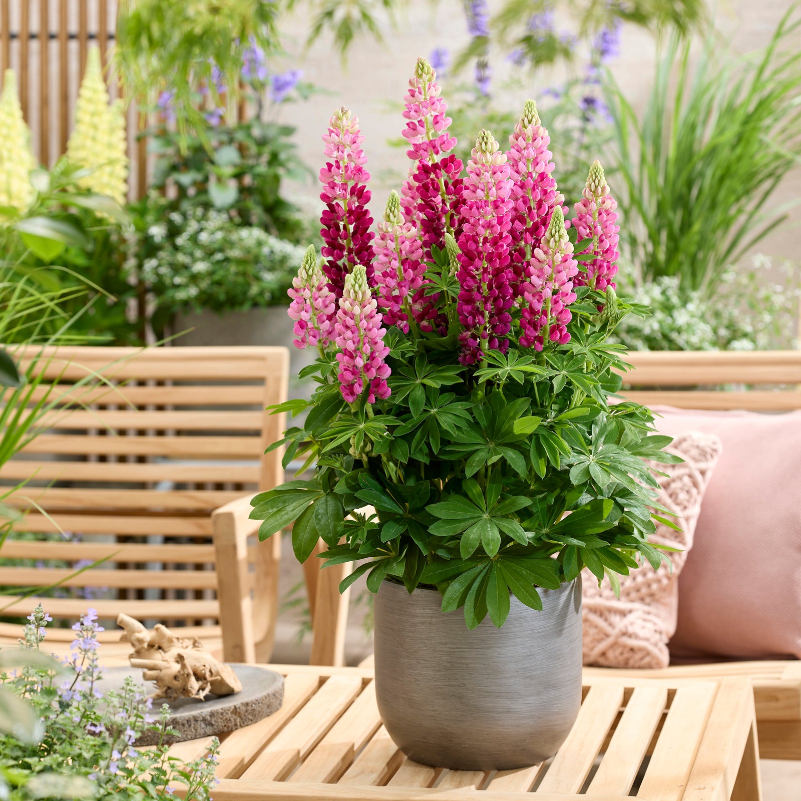 Lupinus Lupinova Collection - 9cm pots | 6 x 9cm | Multi