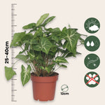 Arrowhead Plant Red Heart - 3 Pcs. - Syngonium 'pixie' - Height 25-40cm - ⌀12cm | Set of 3 | Green
