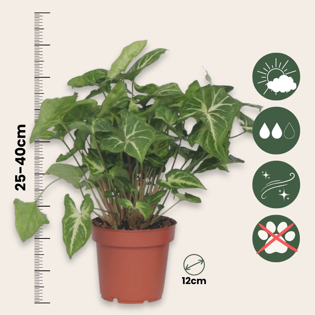 Arrowhead Plant Red Heart - 3 Pcs. - Syngonium 'pixie' - Height 25-40cm - ⌀12cm | Set of 3 | Green