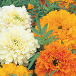 African Marigold Cream Cracker  Compact Double Blooms 45cm Seeds | 100 Seeds