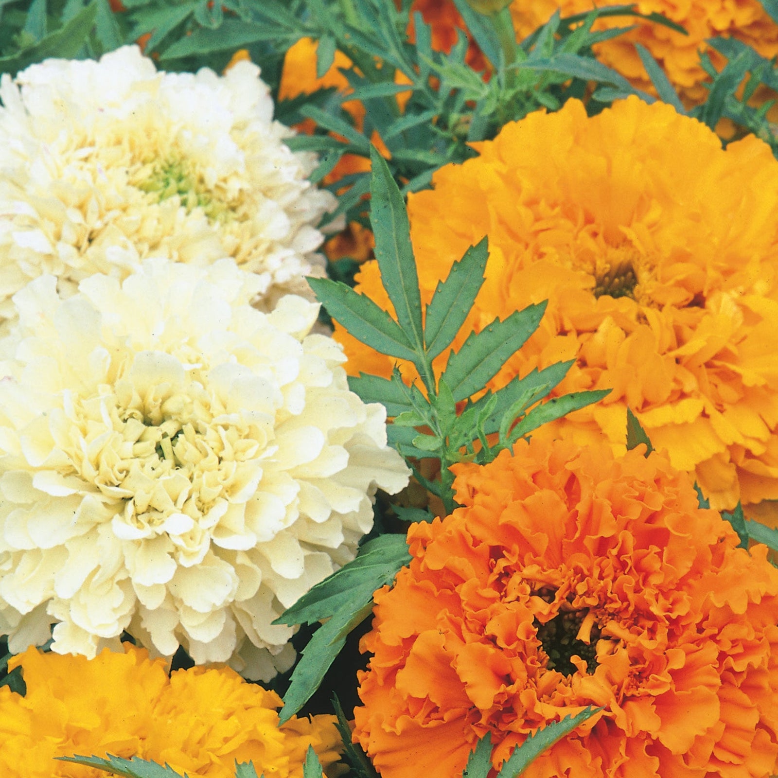 African Marigold Cream Cracker  Compact Double Blooms 45cm Seeds | 100 Seeds