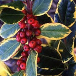 Direct Plants Ilex Golden King Evergreen Variegated Holly Plant Tree 2-3ft Supplied In A 3 Litre Pot