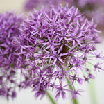 Allium Ultimate Mix - Pack Of 100 Mixed Allium Bulbs