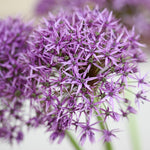 Allium Ultimate Mix - Pack Of 100 Mixed Allium Bulbs | 100 x Bulbs | Multi