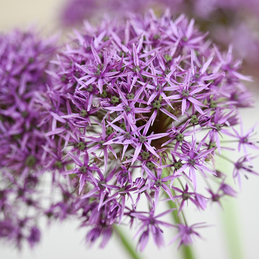 Allium Ultimate Mix - Pack Of 100 Mixed Allium Bulbs | 100 x Bulbs | Multi