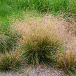 Deschampsia Cespitosa Palava - 9cm pot | 3 x 9cm