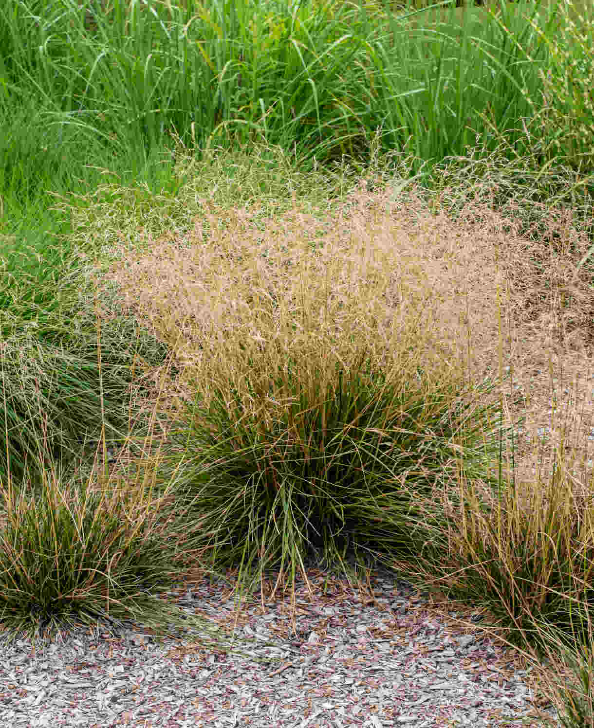 Deschampsia Cespitosa Palava - 9cm pot | 3 x 9cm