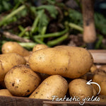 Seed Potato Kitchen Collection Tubers | Set of 1 | Teal & Yellow