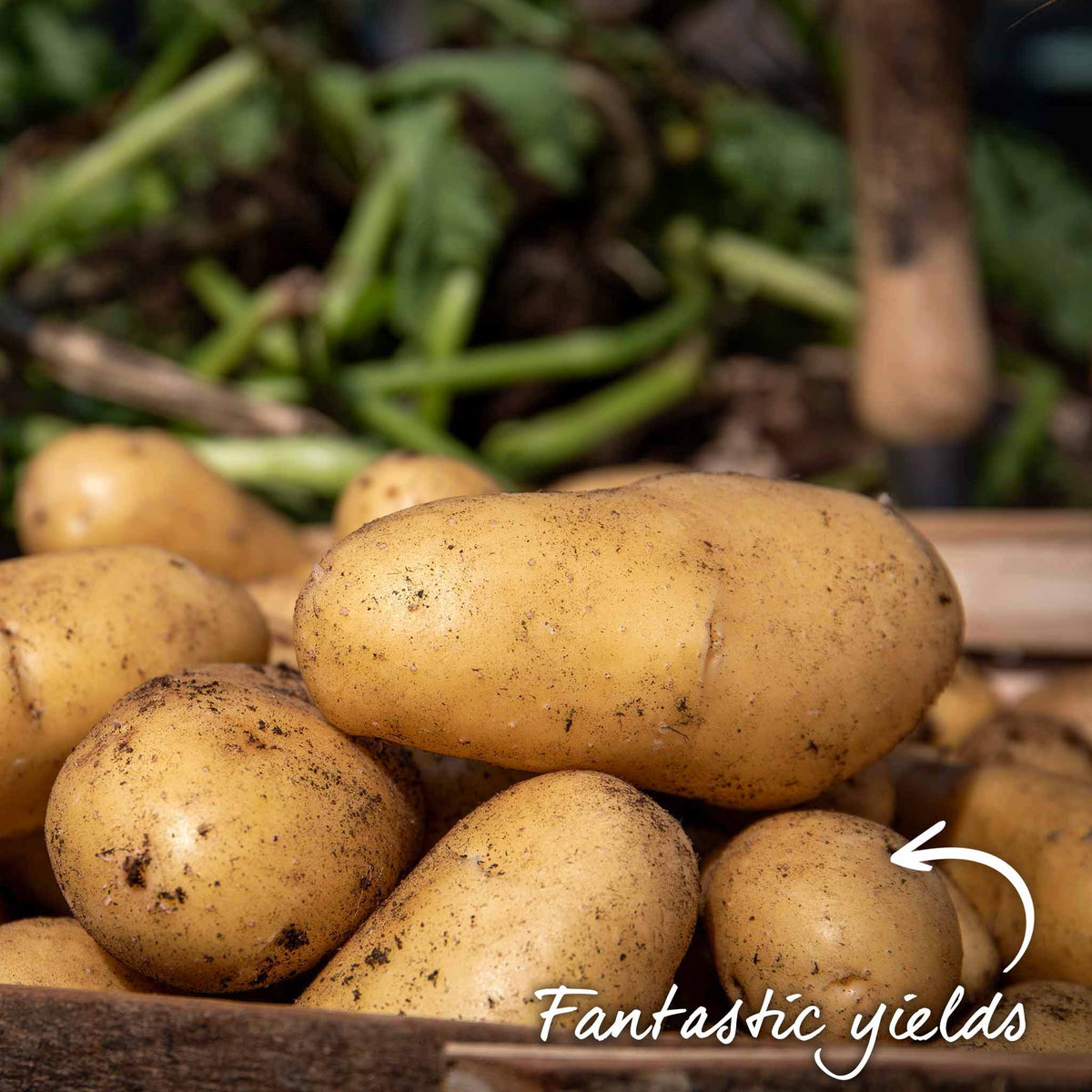 Seed Potato Kitchen Collection Tubers | Set of 1 | Teal & Yellow