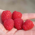 Raspberry 'imara' Bare-root Primocane Plant | 10 x Bare Root | Bright Red