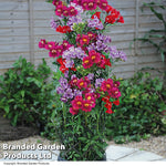 Thompson & Morgan Alstroemeria 'tree Everest Mix' - 3 Plants