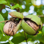 Common Walnut Tree (bare-root, Juglans Regia) | 1 x Bare Root