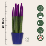 Snake Plant Velvet Touch - Sansevieria Cylindrica - Height 20-40cm - ⌀9cm | Purple