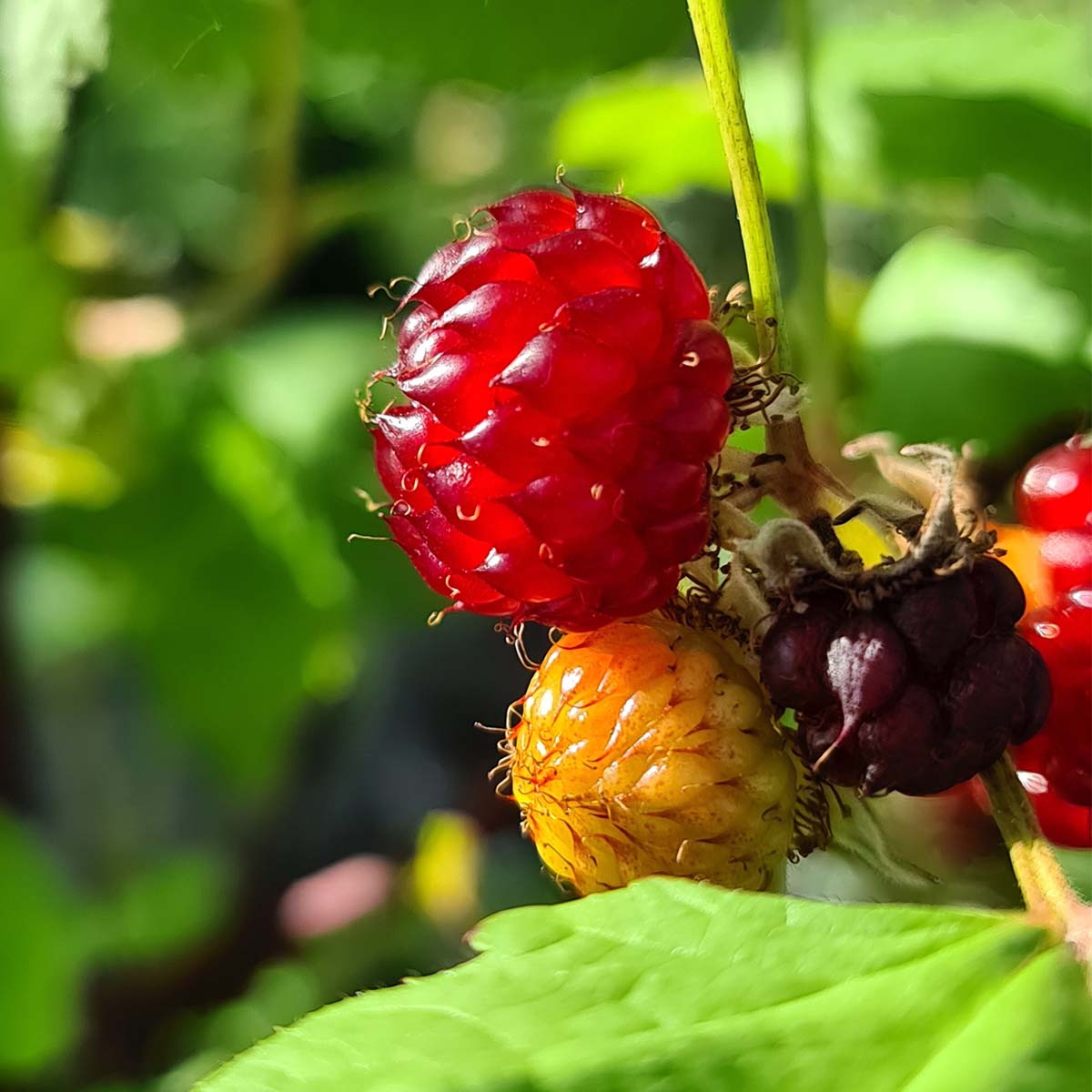 Raspberry 'tower' Plant - Upright Patio Raspberry | 1 x 3L