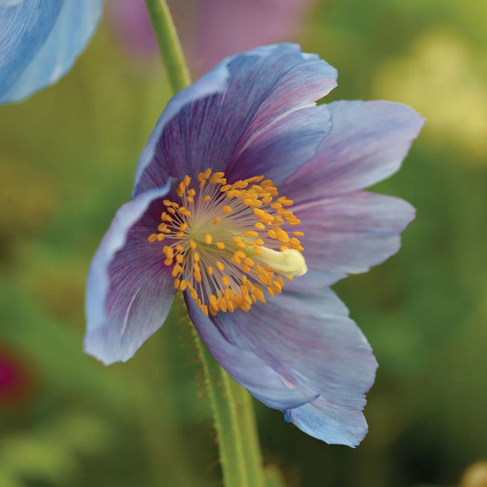 Blue Poppy Meconopsis Lingholm | 12 x Jumbo Plug Plants