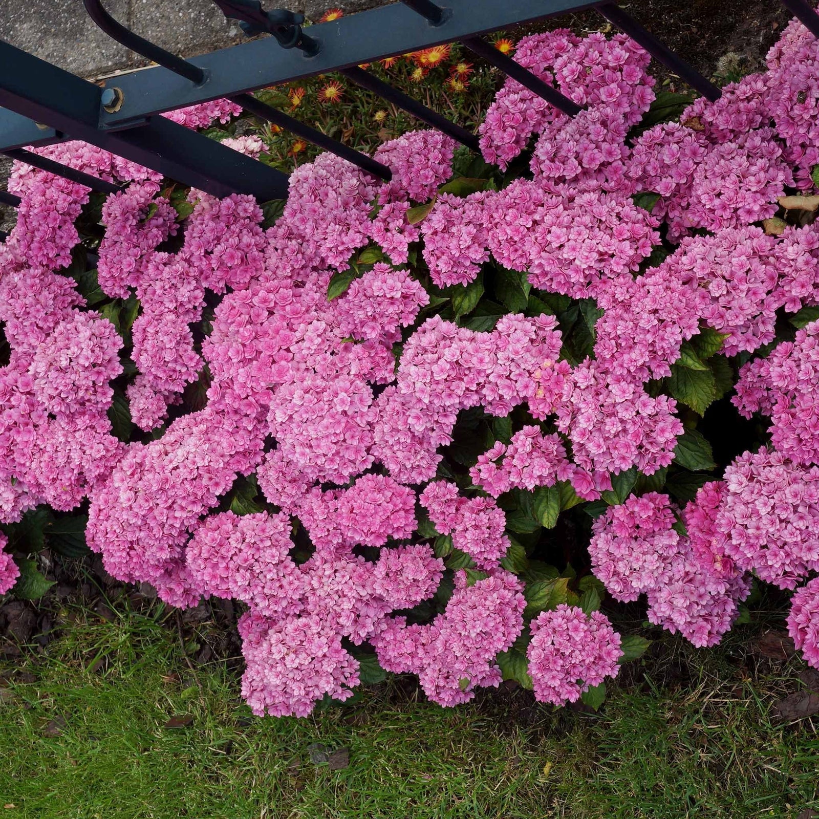 Hydrangea 'together' Double-flowering Shrub | 1 x 3L | Pink