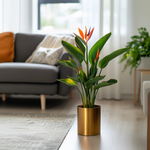 Bird Of Paradise - Strelitzia Reginea - Height 25-40cm - ⌀9cm | Set of 1 | Orange