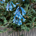 Corydalis 'blue Heron' Bright Blue Fragrant Shade Perennial | 3 | Bright Green