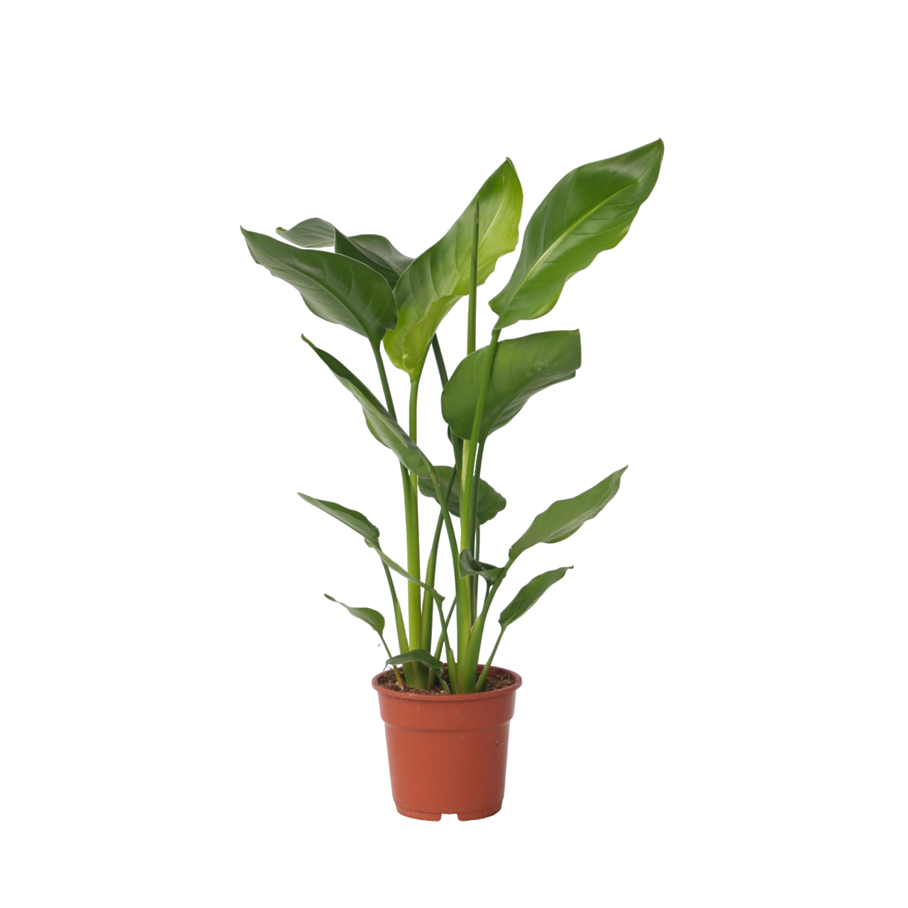 Giant Bird Of Paradise - Strelitzia Nicolai - Height 55-70cm - ⌀17cm | Set-of-1 | Green