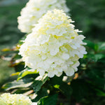 Hydrangea Paniculata Hercules - 12cm pots | Set-of-1 | White