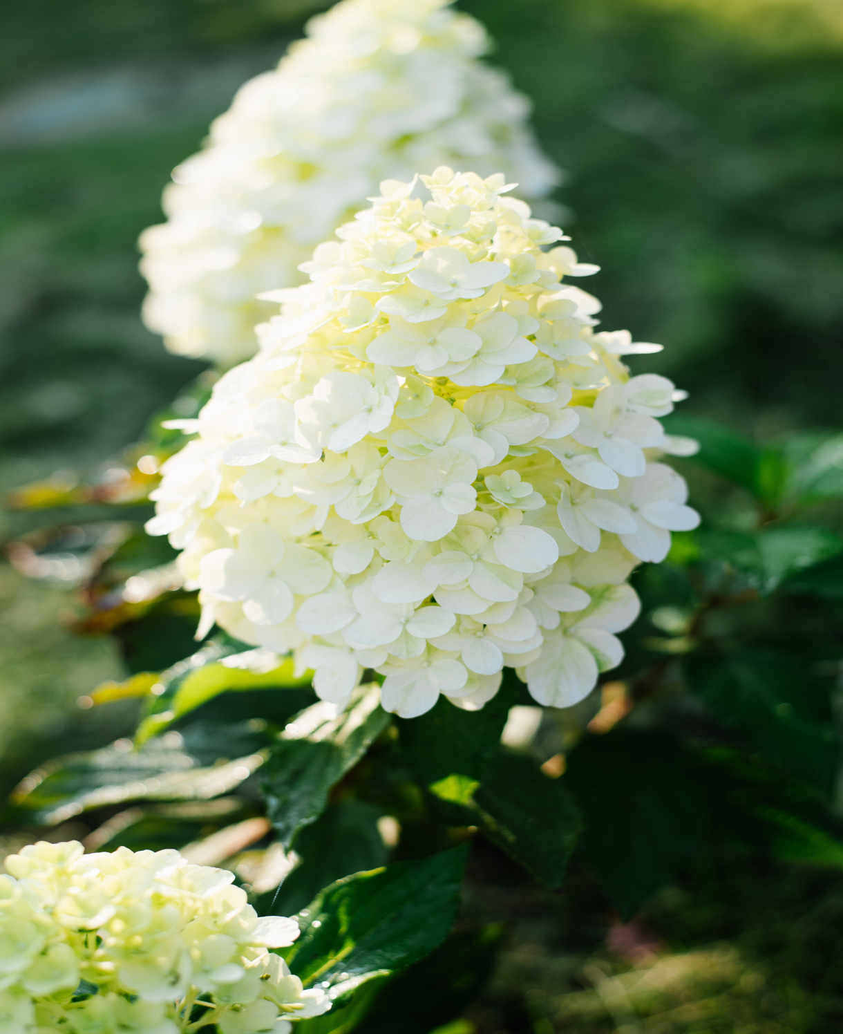 Hydrangea Paniculata Hercules - 12cm pots | Set-of-1 | White