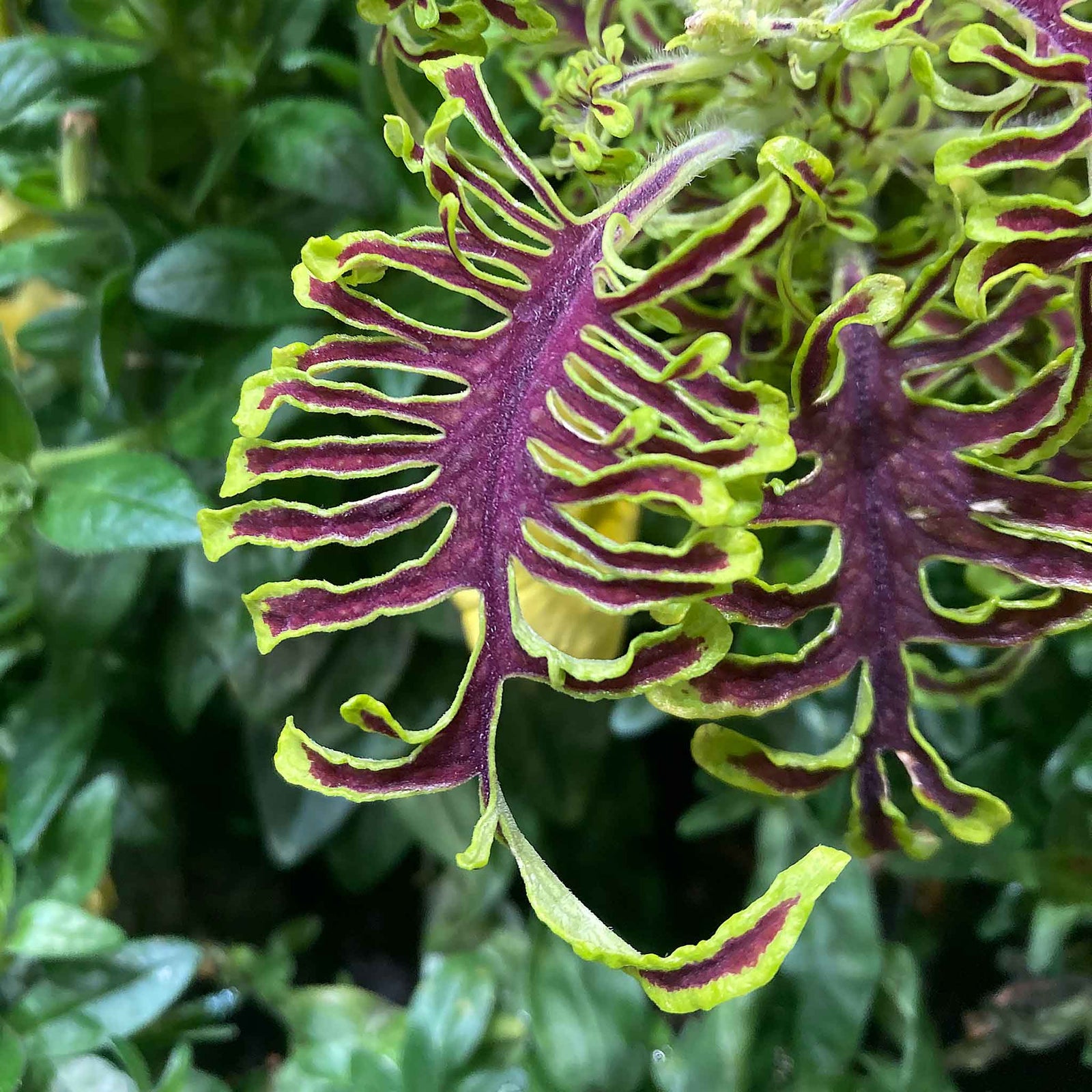 Coleus Skeletal - Maroon & Lime Ferny Foliage | 12 x Plug Plants