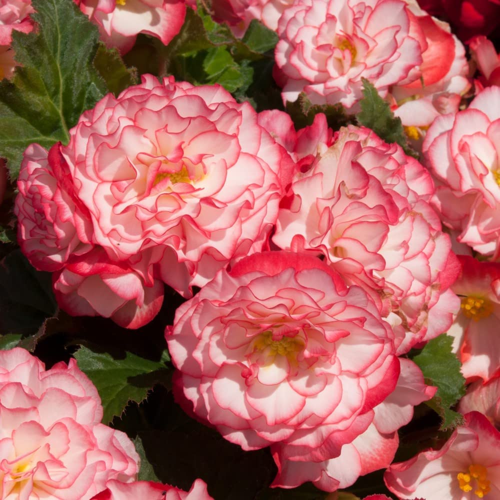 Thompson & Morgan Begonia Nonstop Petticoat Garden Ready Plants 48 X Garden Ready Plants