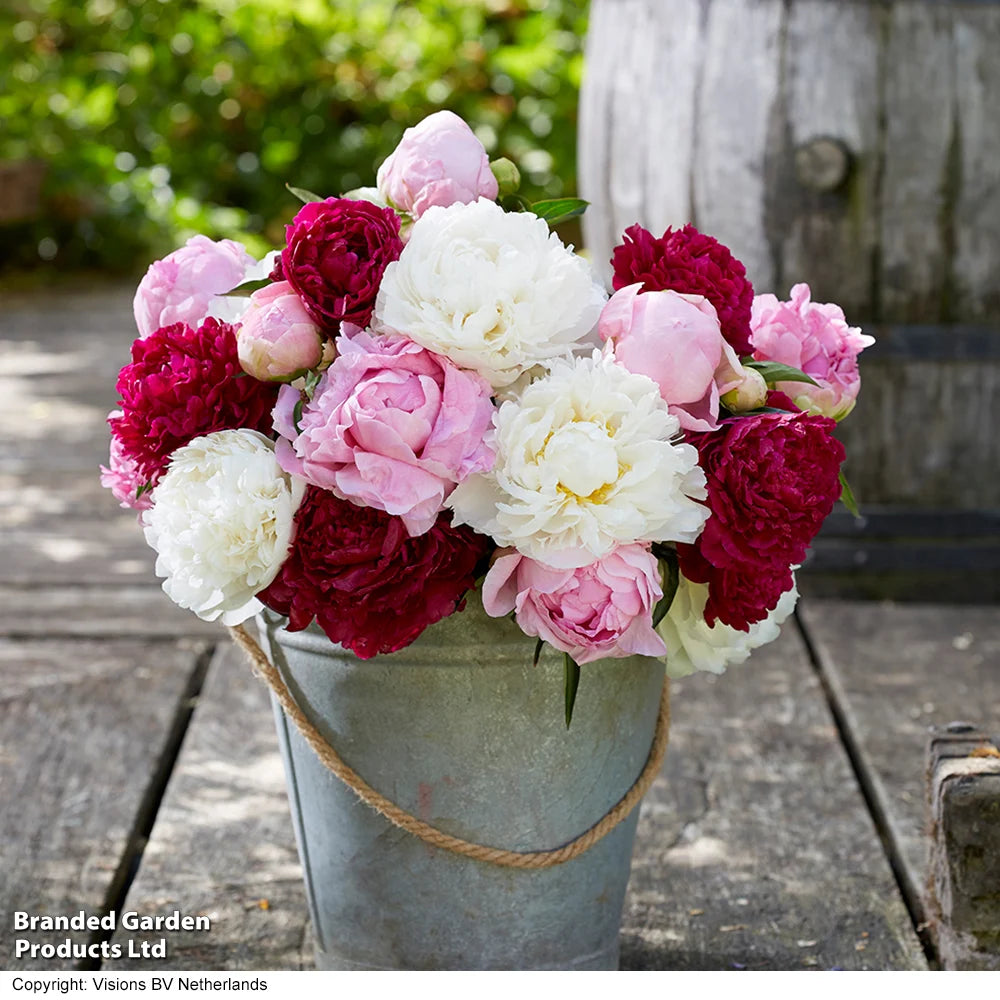 Peony Sorbet Bouquet Mix Bare Roots | 4 x Bare Roots