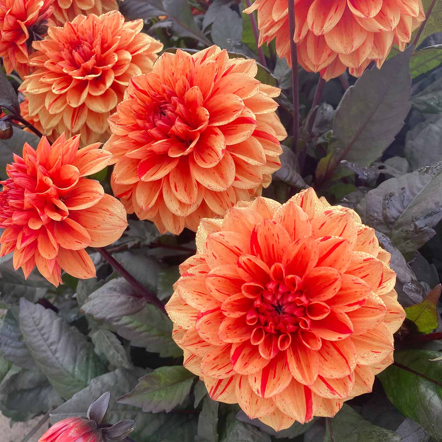 Dahlia 'ellen Huston' | 1 x Bulb | Red
