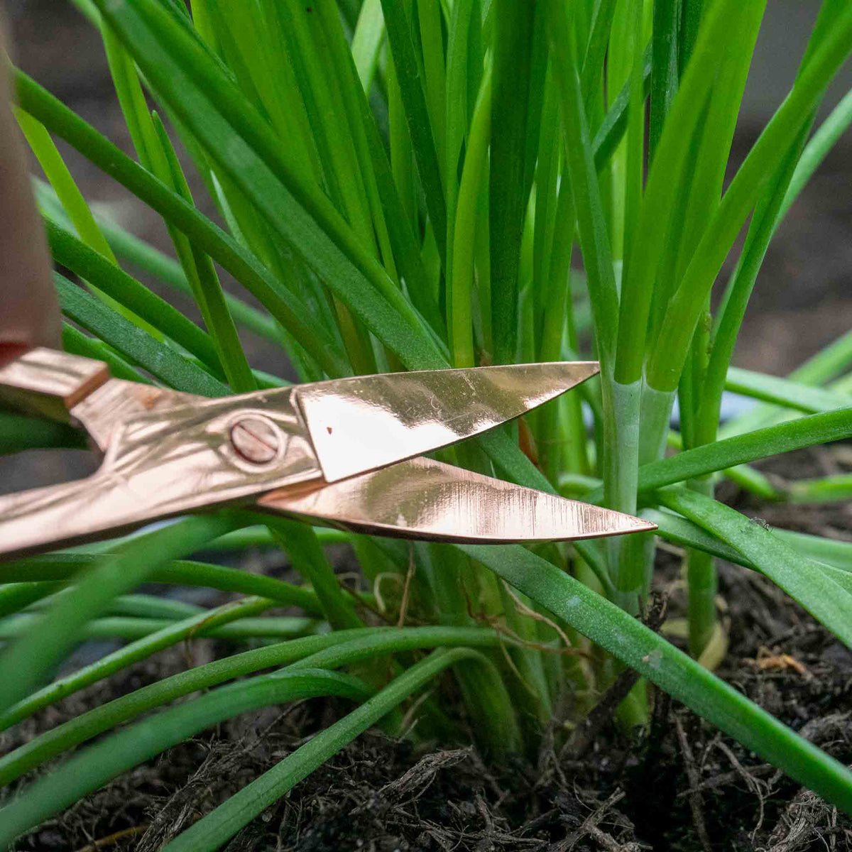 Garlic Chives (allium Tuberosum) - Plug Plants | Set of 3 | Green