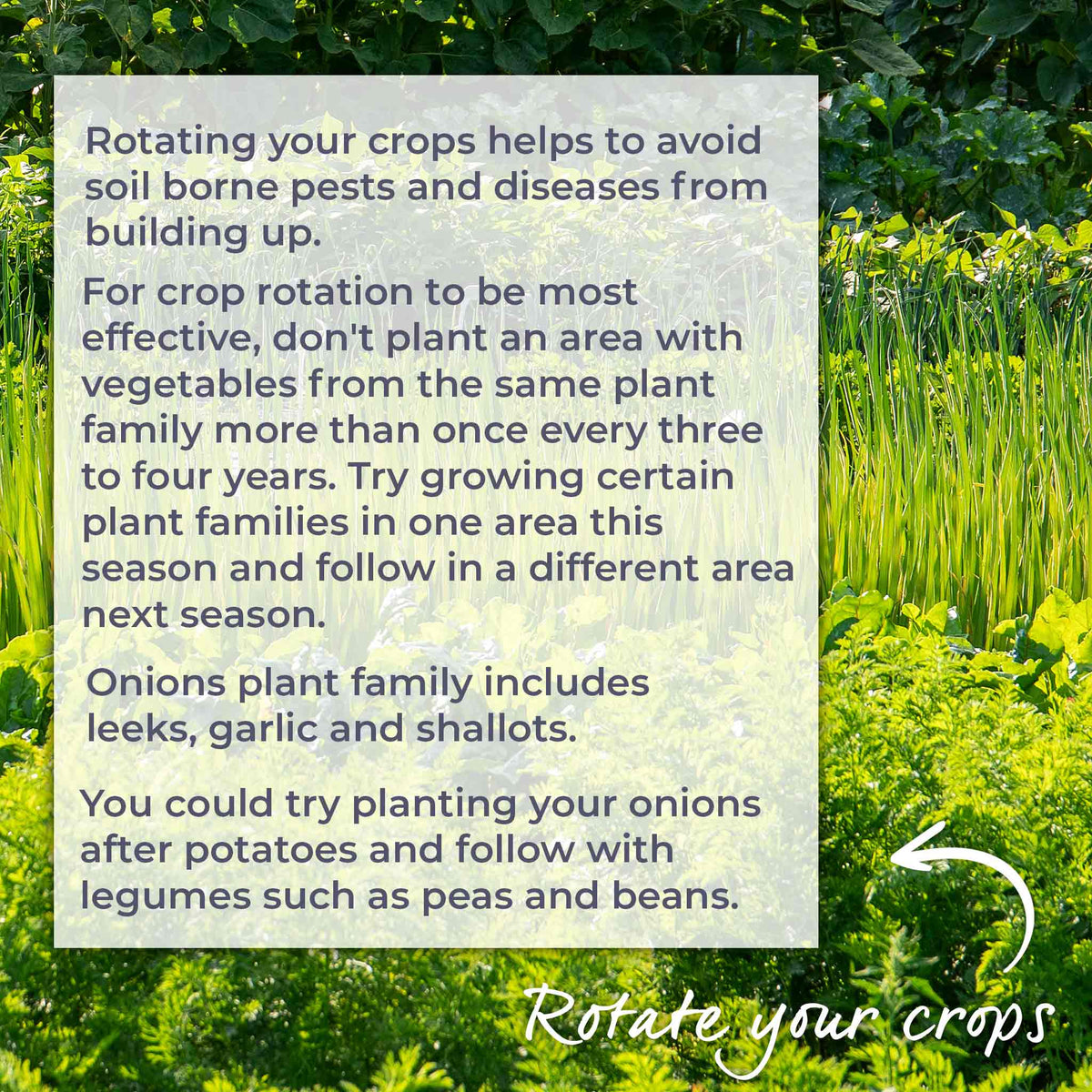 Autumn Planting Onions, Shallot & Garlic Trio Pack | Set of 1