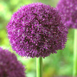 Allium 'ambassador' - Bulb | Set-of-3 | Purple