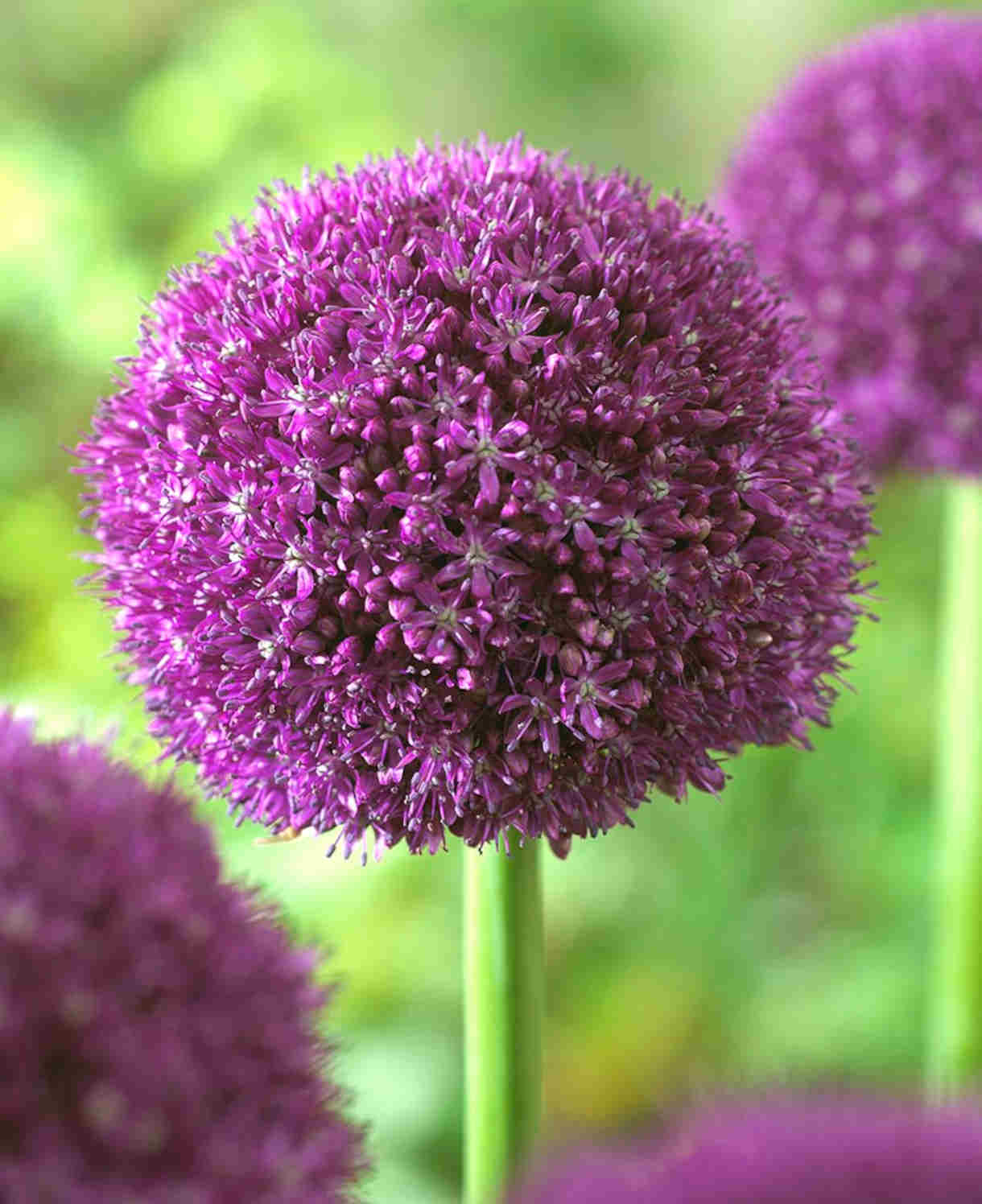 Allium 'ambassador' - Bulb | Set-of-3 | Purple