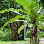 Thompson & Morgan Musa Basjoo Japanese Banana - 2 Plants