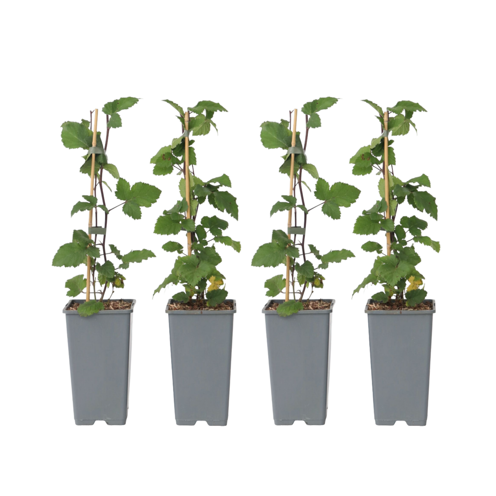 Currant Plant - 4 Pcs. - Ribes Rubrum 'jonkheer Van Tets' - H50-60cm - ⌀15cm | Set-of-4 | Red