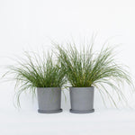 Fountain Grass - 2 Pcs. - Pennisetum Alopecuroides 'hameln' - H20-30cm - ⌀23cm | Set-of-2 | Green