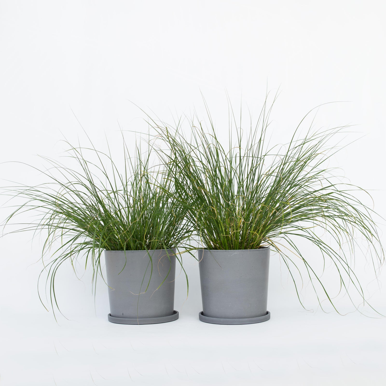 Fountain Grass - 2 Pcs. - Pennisetum Alopecuroides 'hameln' - H20-30cm - ⌀23cm | Set-of-2 | Green