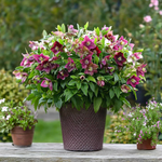Lenten Rose - Helleborus Orientalis - Height 20-30cm - ⌀12cm | Set of 3 | Purple