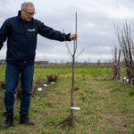 Pear Tree Williams Bon Chretien Bare-root Early-cropping | 1 x Bare Root
