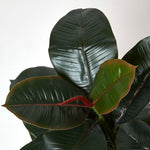 Artificial Green Handcrafted Ficus Rubber Plant In Pot, 130 Cm