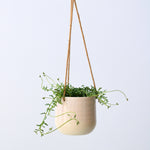 String Of Dolphins - Senecio Peregrinus - Height 10-20cm - ⌀12cm | Set of 1 | Green