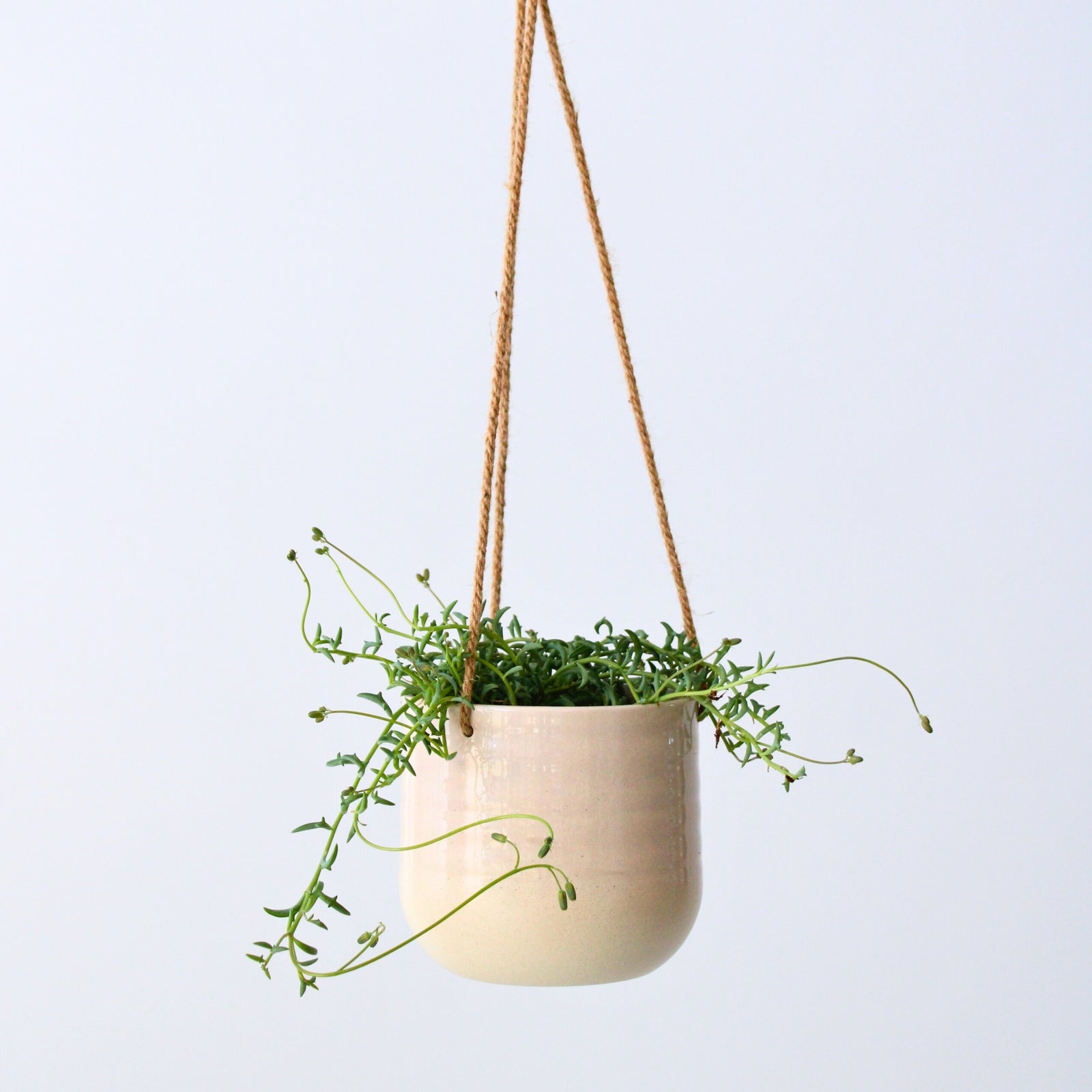 String Of Dolphins - Senecio Peregrinus - Height 10-20cm - ⌀12cm | Set of 1 | Green