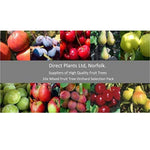 10x Mixed Large Fruit Tree Selection Pack Create Your Own Orchard 10 5-6ft Tall 2-3yr Trees Supplied Bare Rooted